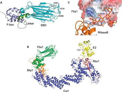 Sugar-Recognizing Ubiquitin Ligases: Action Mechanisms and Physiology